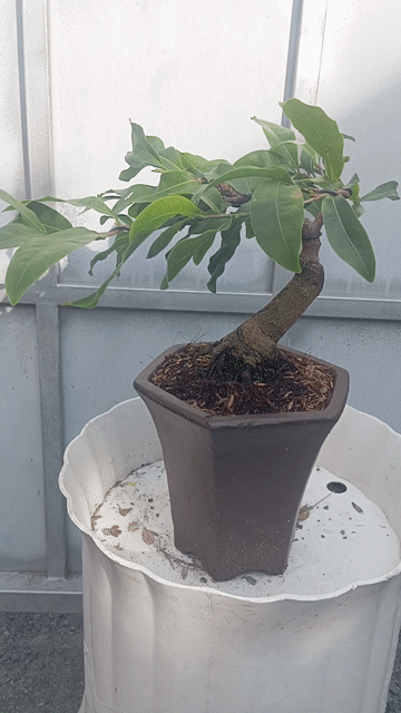 Cây cảnh Mai vàng Mini chơi Tết hàng già mùa. Mua bán Cây cảnh, đồ trang trí tại Huyện Củ Chi Tp Hồ Chí Minh được đăng bởi Cây kiểng giá rẻ LT3 hình 1
