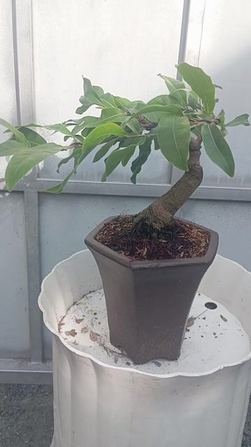 Cây cảnh Mai vàng Mini chơi Tết hàng già mùa. Mua bán Cây cảnh, đồ trang trí tại Huyện Củ Chi Tp Hồ Chí Minh được đăng bởi Cây kiểng giá rẻ LT3 hình 1
