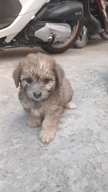 Chó Poodle lai Phốc Sóc Nâu. Mua bán Chó tại Thành phố Dĩ An Bình Dương được đăng bởi Pet shop dĩ an hình 1