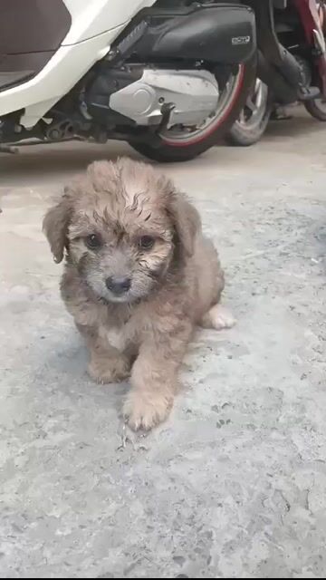 Chó Poodle lai Phốc Sóc Nâu. Mua bán Chó tại Thành phố Dĩ An Bình Dương được đăng bởi Pet shop dĩ an hình 1