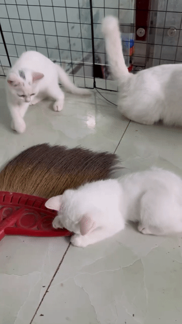 Mèo Anh lông ngắn Trắng. Mua bán Mèo tại Huyện Bình Chánh Tp Hồ Chí Minh được đăng bởi Văn Hưng hình 1