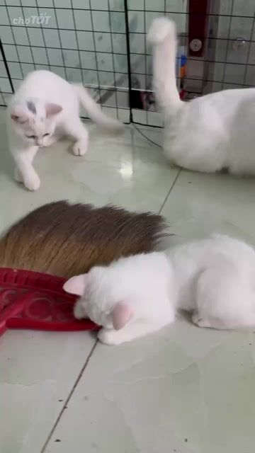 Mèo Anh lông ngắn Trắng. Mua bán Mèo tại Huyện Bình Chánh Tp Hồ Chí Minh được đăng bởi Văn Hưng hình 1