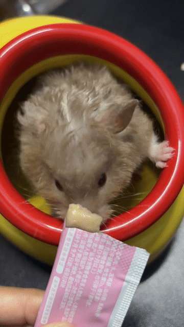 Chuột Hamster Choco Cái 5 tháng. Mua bán Thú cưng khác tại Quận 12 Tp Hồ Chí Minh được đăng bởi Nhung Nhung hình 1