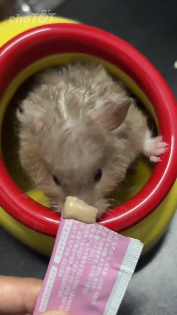 Chuột Hamster Choco Cái 5 tháng. Mua bán Thú cưng khác tại Quận 12 Tp Hồ Chí Minh được đăng bởi Nhung Nhung hình 1