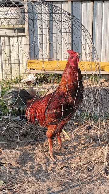 gà vàng 2k5 ko rõ nguồn gốc. Mua bán Gà tại Quận Bình Thuỷ Cần Thơ được đăng bởi trai gà mini hình 1