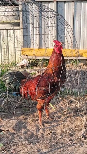 gà vàng 2k5 ko rõ nguồn gốc. Mua bán Gà tại Quận Bình Thuỷ Cần Thơ được đăng bởi trai gà mini hình 1