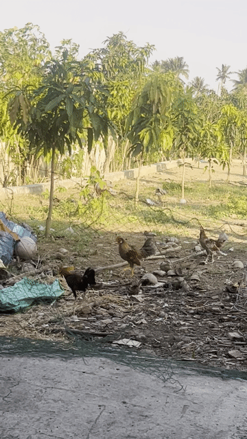 Gà tre Bắc tơ 4-5lạng 1con ko tật lỗi gl gà thịt. Mua bán Gà tại Huyện Thủ Thừa Long An được đăng bởi SANG hình 1