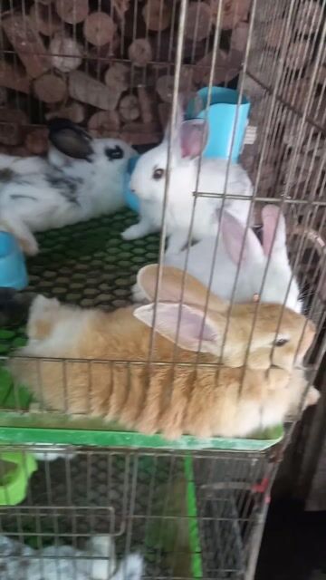 Thỏ con nhiều màu khỏe mạnh. Mua bán Thú cưng khác tại Quận Bình Thạnh Tp Hồ Chí Minh được đăng bởi Thỏ Con hình 1