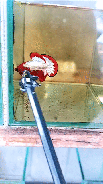 Cá Betta fancy copper Đỏ trắng Khỏe mạnh. Mua bán Thú cưng khác tại Thành phố Thủ Đức Tp Hồ Chí Minh được đăng bởi anh tú hình 1