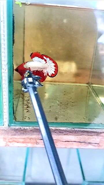 Cá Betta fancy copper Đỏ trắng Khỏe mạnh. Mua bán Thú cưng khác tại Thành phố Thủ Đức Tp Hồ Chí Minh được đăng bởi anh tú hình 1