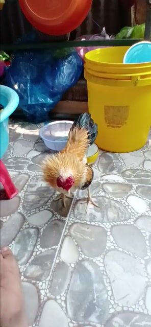 Gà tre bắc Chuối vàng. Mua bán Gà tại Quận 8 Tp Hồ Chí Minh được đăng bởi luân nguyễn hình 1