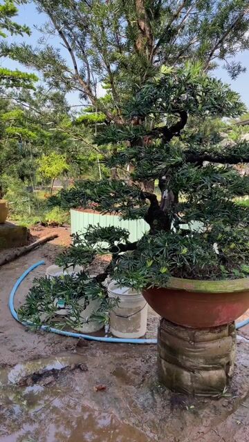 Cây cảnh Tùng la hán bonsai. Mua bán Cây cảnh, đồ trang trí tại Huyện Cai Lậy Tiền Giang được đăng bởi Vạn phúc Garden hình 1