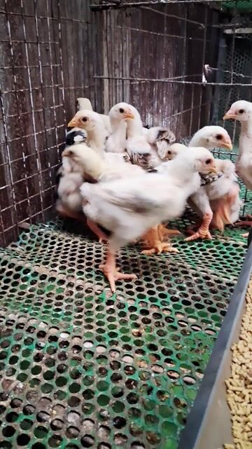 Gà con 1 tháng tuổi Trắng. Mua bán Gà tại Thành phố Dĩ An Bình Dương được đăng bởi chuyên cung cấp gà đông tảo thuần chủng  hình 1