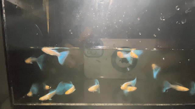 Cá Guppy Blue Topaz xanh Khỏe mạnh. Mua bán Thú cưng khác tại Thành phố Thủ Đức Tp Hồ Chí Minh được đăng bởi Lê Đào Anh Vũ hình 1