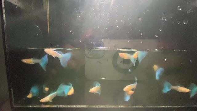 Cá Guppy Blue Topaz xanh Khỏe mạnh. Mua bán Thú cưng khác tại Thành phố Thủ Đức Tp Hồ Chí Minh được đăng bởi Lê Đào Anh Vũ hình 1