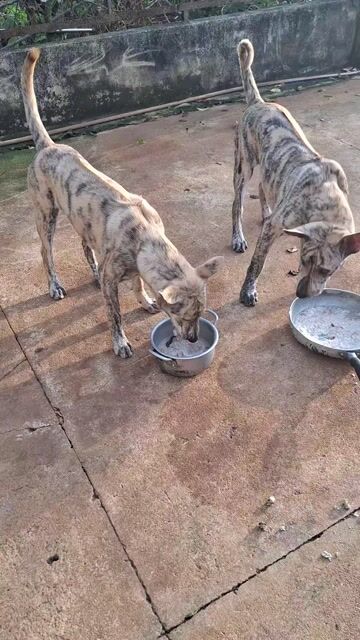 Chó Phú Quốc cái đực 5 tháng. Mua bán Chó tại Huyện Châu Đức Bà Rịa - Vũng Tàu được đăng bởi tyrant cobra  hình 1