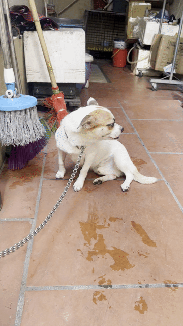 Chó cái màu Trắng, Nâu. Mua bán Chó tại Huyện Gia Lâm Hà Nội được đăng bởi Ng nhu nam hình 1