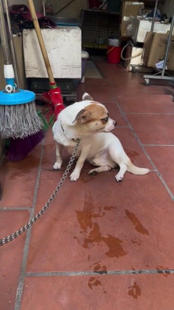 Chó cái màu Trắng, Nâu. Mua bán Chó tại Huyện Gia Lâm Hà Nội được đăng bởi Ng nhu nam hình 1