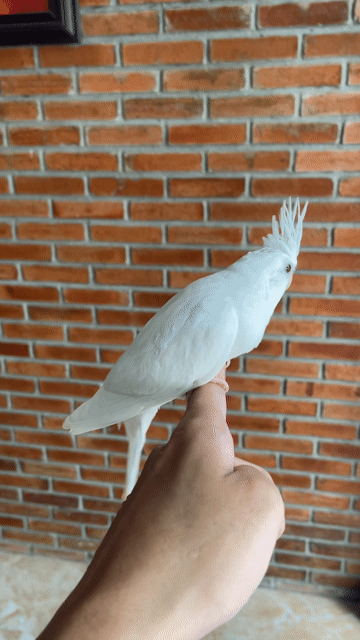 Vẹt Cockatiel trống non màu Trắng. Mua bán Chim tại Quận Sơn Trà Đà Nẵng được đăng bởi Vu Nguyen hình 1