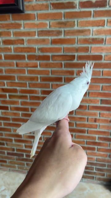 Vẹt Cockatiel trống non màu Trắng. Mua bán Chim tại Quận Sơn Trà Đà Nẵng được đăng bởi Vu Nguyen hình 1