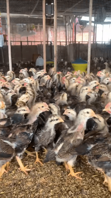 Gà giống mía lai to đẹp. Mua bán Gà tại Huyện Xuân Lộc Đồng Nai được đăng bởi Gà giống Đồng Nai hình 1