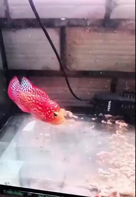 Cá Kamfa f1.5 Đỏ Trống. Mua bán Thú cưng khác tại Quận Tây Hồ Hà Nội được đăng bởi Nguyễn Tùng Lâm hình 1