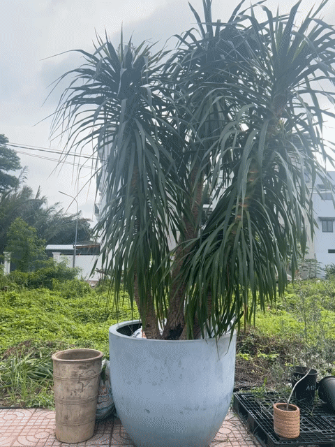 Cây Phát tài núi Xanh lá Khỏe mạnh. Mua bán Cây cảnh, đồ trang trí tại Thành phố Thủ Đức Tp Hồ Chí Minh được đăng bởi Tên chưa cung cấp hình 1