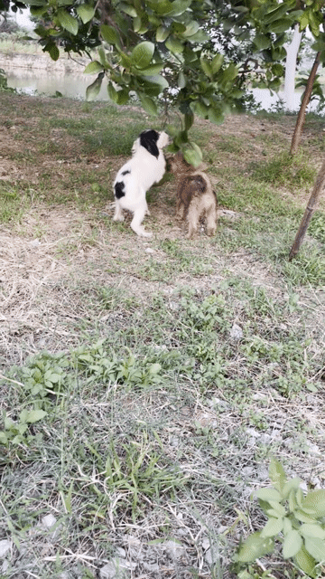 300K 1 BÉ , POODLE LAI. Mua bán Chó tại Huyện Thanh Trì Hà Nội được đăng bởi Vinh Nguyễn  hình 1