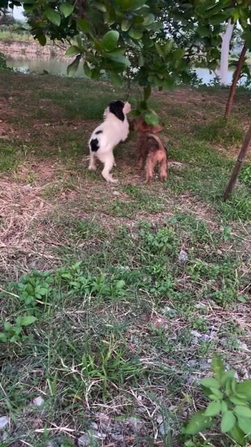 300K 1 BÉ , POODLE LAI. Mua bán Chó tại Huyện Thanh Trì Hà Nội được đăng bởi Vinh Nguyễn  hình 1