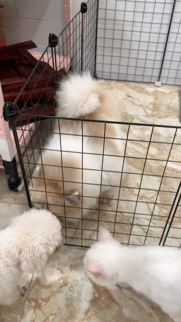 Phốc cái Party. Mua bán Chó tại Quận 7 Tp Hồ Chí Minh được đăng bởi PET SHOP NẮNG hình 1