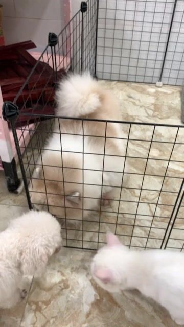Phốc cái Party. Mua bán Chó tại Quận 7 Tp Hồ Chí Minh được đăng bởi PET SHOP NẮNG hình 1