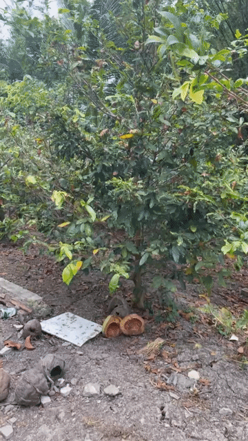 Mai 40 gốc gần 10 năm. Mua bán Cây cảnh, đồ trang trí tại Huyện Tân Hiệp Kiên Giang được đăng bởi Phương Thảo hình 1