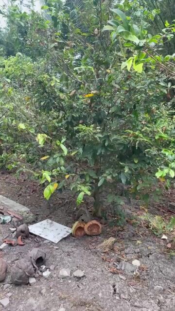 Mai 40 gốc gần 10 năm. Mua bán Cây cảnh, đồ trang trí tại Huyện Tân Hiệp Kiên Giang được đăng bởi Phương Thảo hình 1