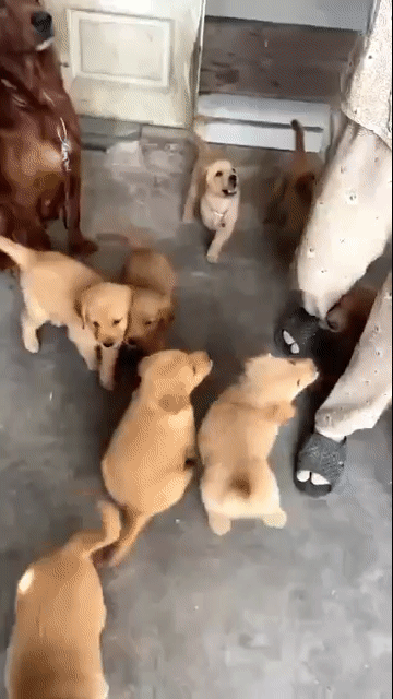 Chó Golden - chó golden tiêm ngừa đẩy đủ _2-3tháng. Mua bán Chó tại Quận Tân Bình Tp Hồ Chí Minh được đăng bởi Thy thy hình 1