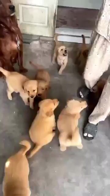 Chó Golden - chó golden tiêm ngừa đẩy đủ _2-3tháng. Mua bán Chó tại Quận Tân Bình Tp Hồ Chí Minh được đăng bởi Thy thy hình 1