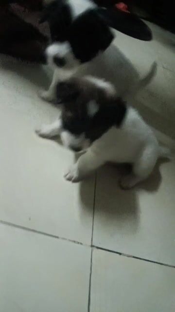 Chó cỏ lai kiểng mập lùn. Mua bán Chó tại Huyện Đức Hòa Long An được đăng bởi  Trường Vũ hình 1