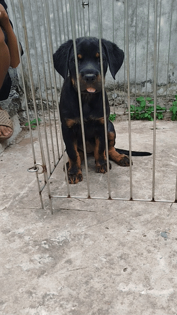 Chó Rottweiler cái cực khủng. Mua bán Chó tại Huyện Bình Chánh Tp Hồ Chí Minh được đăng bởi Anh nông dân da đen hình 1