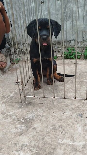 Chó Rottweiler cái cực khủng. Mua bán Chó tại Huyện Bình Chánh Tp Hồ Chí Minh được đăng bởi Anh nông dân da đen hình 1