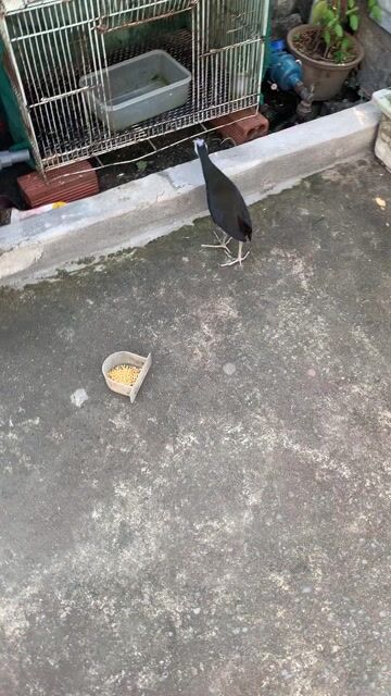 chim quốc 5 mùa thuần người. Mua bán Chim tại Thành phố Thủ Đức Tp Hồ Chí Minh được đăng bởi tài hình 1