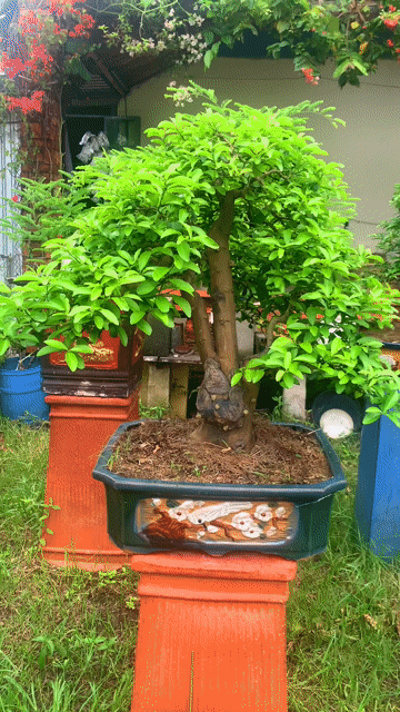 Cây cảnh Bonsai Chanh ta đẹp. Mua bán Cây cảnh, đồ trang trí tại Thành phố Thủ Đức Tp Hồ Chí Minh được đăng bởi Bonsai Quang Châu  hình 1