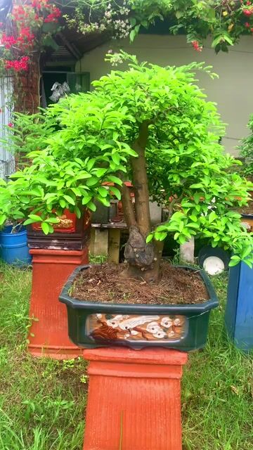 Cây cảnh Bonsai Chanh ta đẹp. Mua bán Cây cảnh, đồ trang trí tại Thành phố Thủ Đức Tp Hồ Chí Minh được đăng bởi Bonsai Quang Châu  hình 1