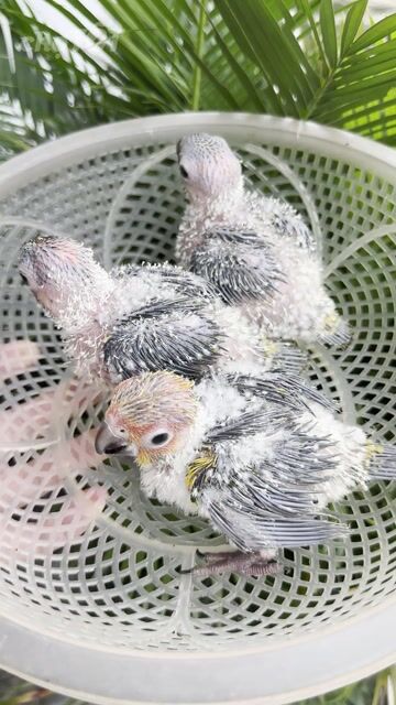 Vẹt mặt trời (Sun Conure) bao đẹp to con. Mua bán Chim tại Huyện Củ Chi Tp Hồ Chí Minh được đăng bởi Tuấn hình 1