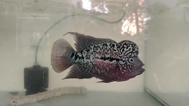 Cá La Hán Đen 3 ngón tay. Mua bán Thú cưng khác tại Quận Cẩm Lệ Đà Nẵng được đăng bởi Mun hình 1