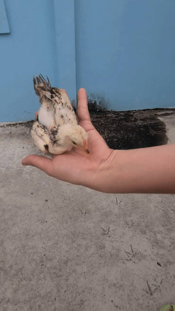 Gà Tre Bắc siêu mini trắng 3 tháng. Mua bán Gà tại Huyện Đức Hòa Long An được đăng bởi hữu chí hồ hình 1