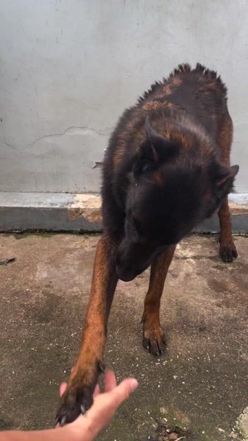 becgie bỉ 11tháng. Mua bán Chó tại Thị xã Tân Uyên Bình Dương được đăng bởi Vu Hoai Thuong hình 1