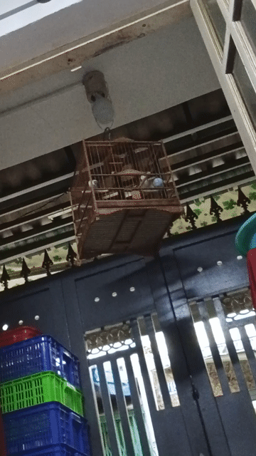 Chim chào mào trống. Mua bán Chim tại Quận Bình Tân Tp Hồ Chí Minh được đăng bởi gọi nhé  hình 1