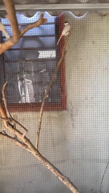 Chim chào mào trắng. Mua bán Chim tại Huyện Củ Chi Tp Hồ Chí Minh được đăng bởi Nam hình 1