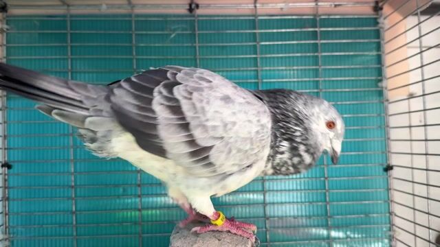 Bồ câu kiểng Thái đua Xám trắng. Mua bán Chim tại Quận Gò Vấp Tp Hồ Chí Minh được đăng bởi SENBAKU hình 1
