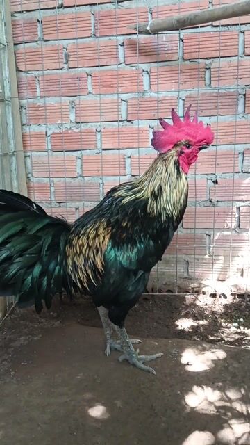 Gà Chuối đen Peru Mỹ. Mua bán Gà tại Thành phố Mỹ Tho Tiền Giang được đăng bởi Nghĩa  hình 1