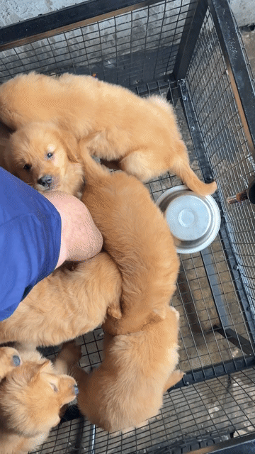 Chó Golden Retriever con vàng. Mua bán Chó tại Huyện Bình Chánh Tp Hồ Chí Minh được đăng bởi Ken péthop hình 1